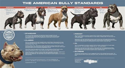 american bully classes side  side bully breed