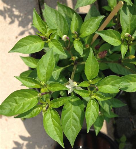 identification identify pepper plant  purple upright fruit