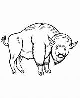 Bison Coloring Pages Buffalo Drawing Wild Animal Animals Large Popular Getdrawings Library Printable Books Honkingdonkey sketch template