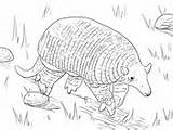 Armadillo Coloring Giant Pages Nine Banded Armadillos sketch template
