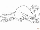Coloring Ferret Pages Ermine Weasel Polecat Footed Printable Animals American Print Drawing Designlooter Baby Salmon Crab Pacific 1228 67kb sketch template
