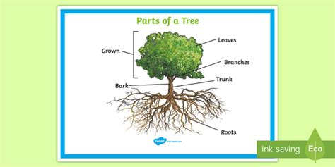 parts   tree poster  classroom ks primary resource