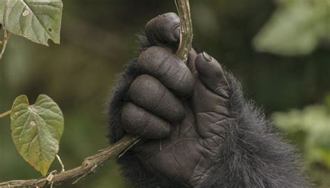 human  primate hands sciencing