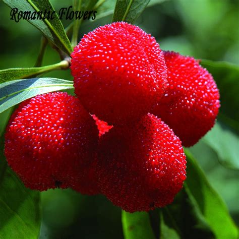 chinese fruit trees reviews  shopping chinese fruit trees