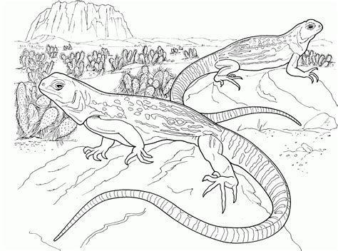 bearded dragon coloring pages  coloring pages  kids