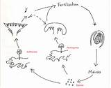 Liverwort Life Liverworts Diagram Hepatophyta Cycle Phylum Moss Plant Haploid Schematron Cloudfront Solved Divisions Meiosis Source Dosage Effectiveness Interactions Ratings sketch template