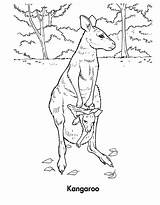 Kangaroo Coloring Pages Animals Printable Wallaby Kb Template sketch template