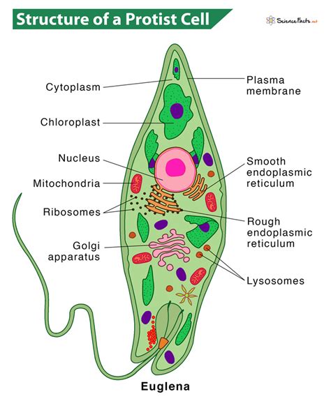 protists examples  names