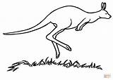Marsupial Canguro Colorear Canguru Cangurus Kangaroo Kangur Kangaroos Desenho Kolorowanka Kolorowanki Rodziny Ssak Designlooter sketch template