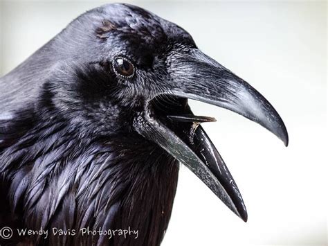 exceptional portrait of a raven by wendy davis photography fb crow art crow raven bird