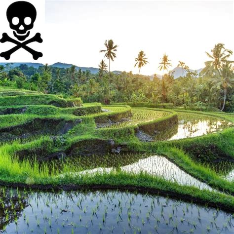 The Beautiful Rice Fields Of Bali A Hidden Trap Royal Spice Garden