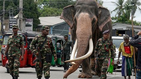 biggest subspecies  asian elephant  struggling  survive cgtn