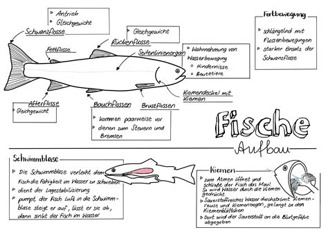 fische sketchnote unterrichtsmaterial im fach biologie