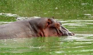 Man Half Swallowed By Hippo Lives To Tell Tale The World From Prx