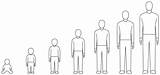 Puberty Changes Male Illustrations Growth Process Vector Stock Human Clip sketch template