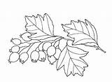 Hawthorn Biancospino Colorare Disegni Colorkid sketch template