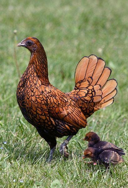 file poule sebright dorée wikipedia the free encyclopedia