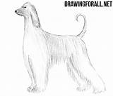 Hound Afghan Draw Drawingforall Stepan Ayvazyan sketch template