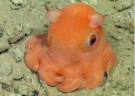 octopus   cute scientists   call  adorabilis indy
