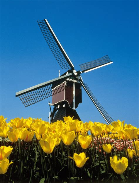 holland windmill  tulips   land  windmillstulipswooden