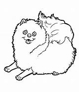 Pomeranian Tekening sketch template