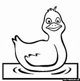 Coloring Duck Bird Swimming Pages Thecolor sketch template