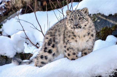 rare snow leopards spotted  kazakhstans almaty  covid