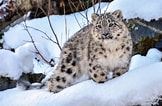 Image result for Snow Leopards. Size: 162 x 106. Source: www.dailysabah.com