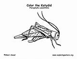 Katydid Coloring Labeling Exploringnature Katydids sketch template