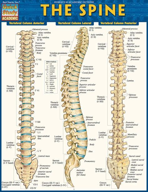 Las Vértebras Y Su Relación Con Los Distintos órganos Y Partes Del