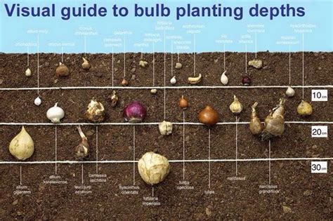 bigger picture  show depth  planting bulbs great idea