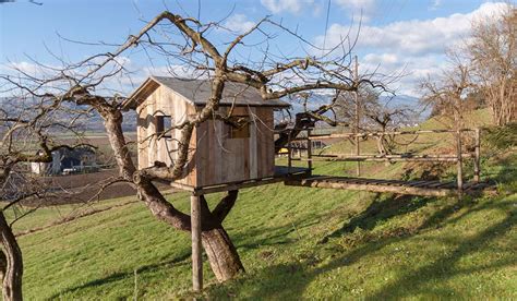 treehouse   tree grows freedom residence