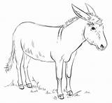 Donkey Coloring Drawing Pages Draw Donkeys Line Clipart Easy Printable Colour Tutorials Supercoloring Drawings Kids Animal Print Mule Step Search sketch template