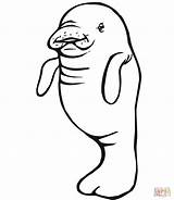 Manatee Coloring Baby Printable Mother Drawing Supercoloring Popular Neo sketch template