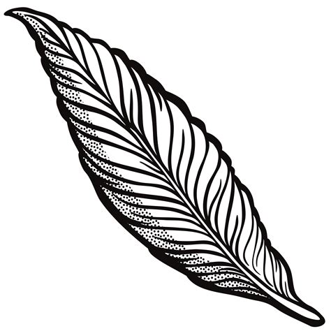 outline feather clipart plumas colorear  transparent indios