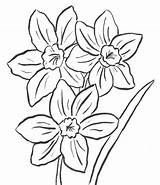 Daffodil Printables Archives Coloring Category sketch template