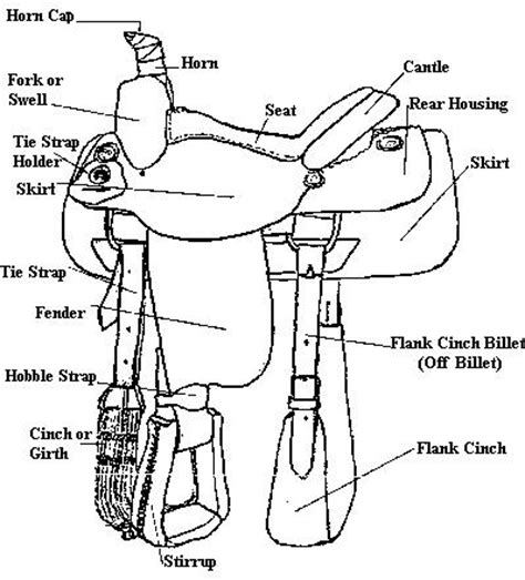 images  horse saddle parts worksheet western horse saddle parts pony club horse