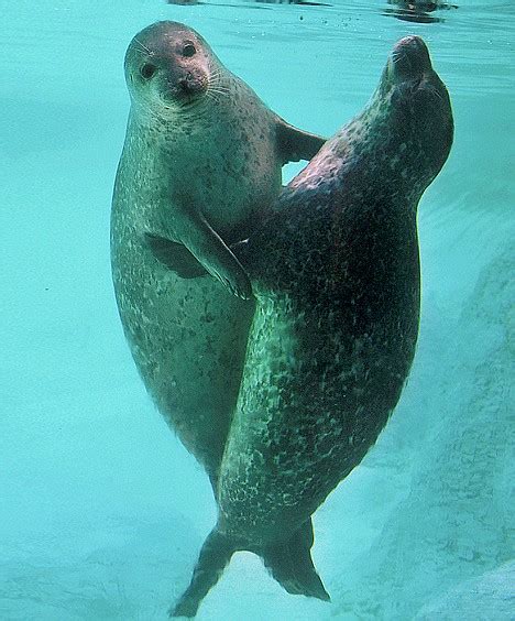 pictured whats  nice seal      dive   daily mail