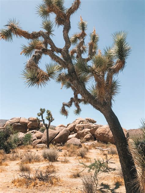 recap   trip  joshua tree pretty  hangers