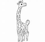 Giraffe Coloring Coloringcrew Animals sketch template