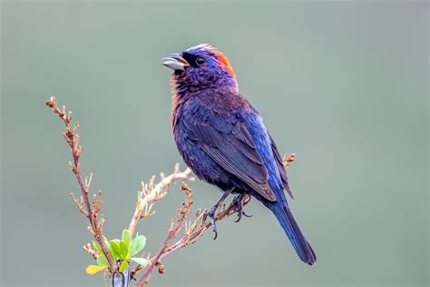 purple bird species   information