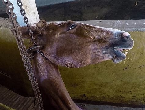 sacrificio ilegal de caballos en mexico riesgo  crueldad