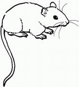 Rato Colorir Um Ratinho Queijo sketch template
