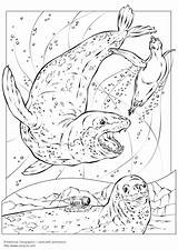 Leopard Coloring Seals Seal Color Pages Printable Drawing Snow Clipart Animals Colouring Clip Coloriage Library Designlooter Comments Edupics Use sketch template