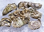 Afbeeldingsresultaten voor Japanse oester Anatomie. Grootte: 141 x 104. Bron: www.culy.nl