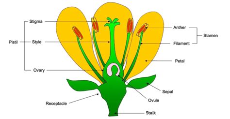 Sketch The Labeled Diagram Flower With Its Sexual Reproductive Organs