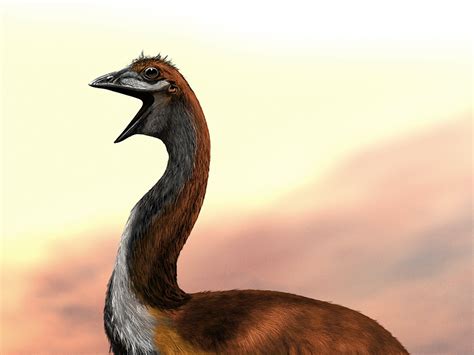 worlds biggest bird  vorombe titan madagascars  lb giant