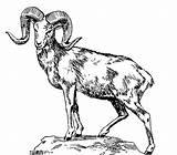 Sheep Coloring Bighorn Big Horned Clipart Mountain Pages Dall Rocky Ram Drawing Horn Clipground Drawings Easy Kids Print Coloringpagebook Designlooter sketch template