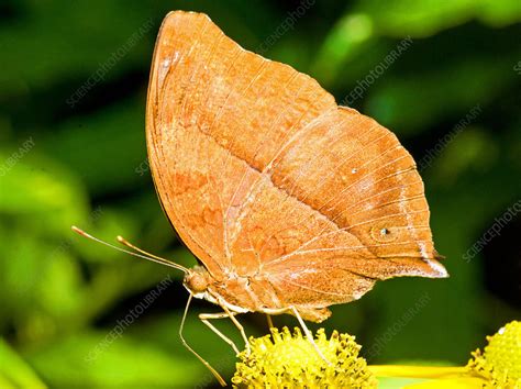 butterfly mimicry stock image  science photo library