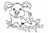 Mud Coloring Template Pig sketch template